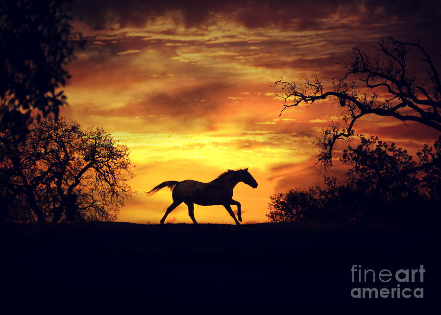 Running Horse at Sunset Photograph by Stephanie Laird
