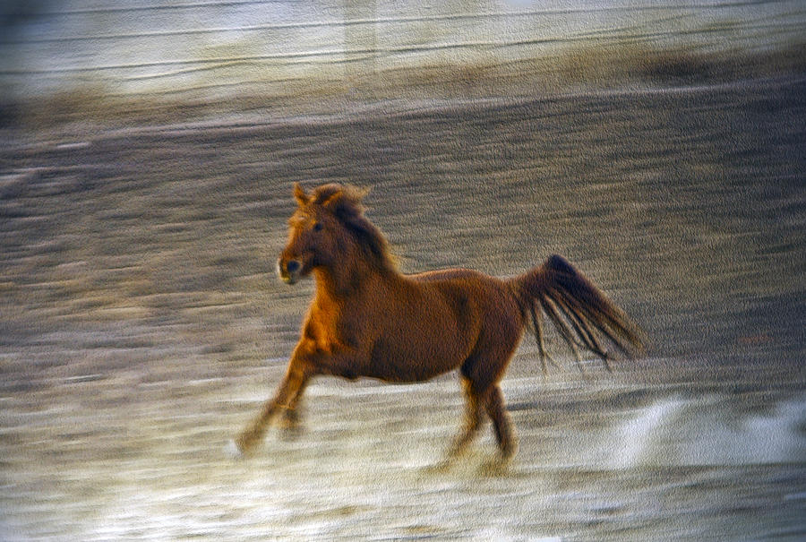 Running Horse Photograph by James Steele