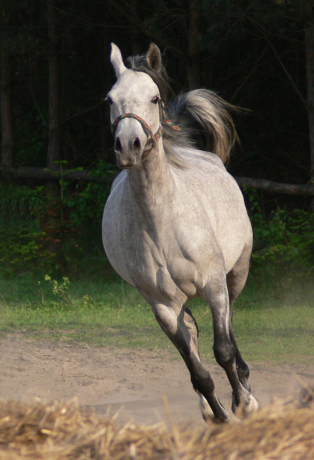 Running Horse Photograph by Jaroslaw Grudzinski