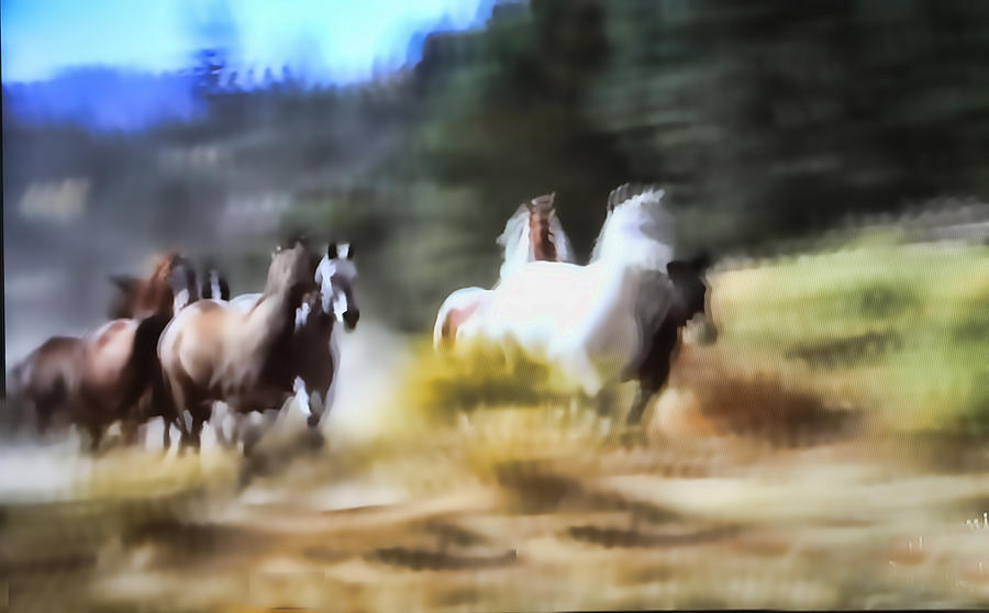 Running Horses Photograph by Linda Phelps