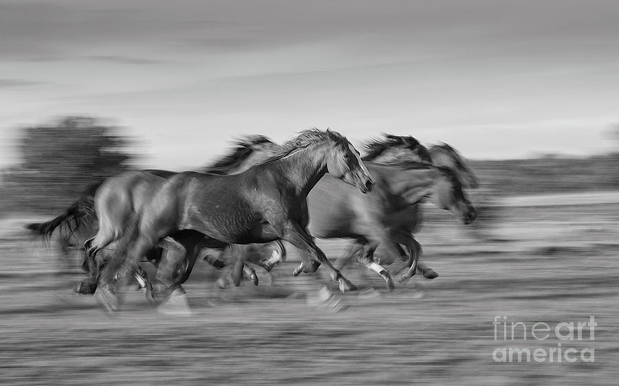 Running Horses Photograph by Patti Schulze