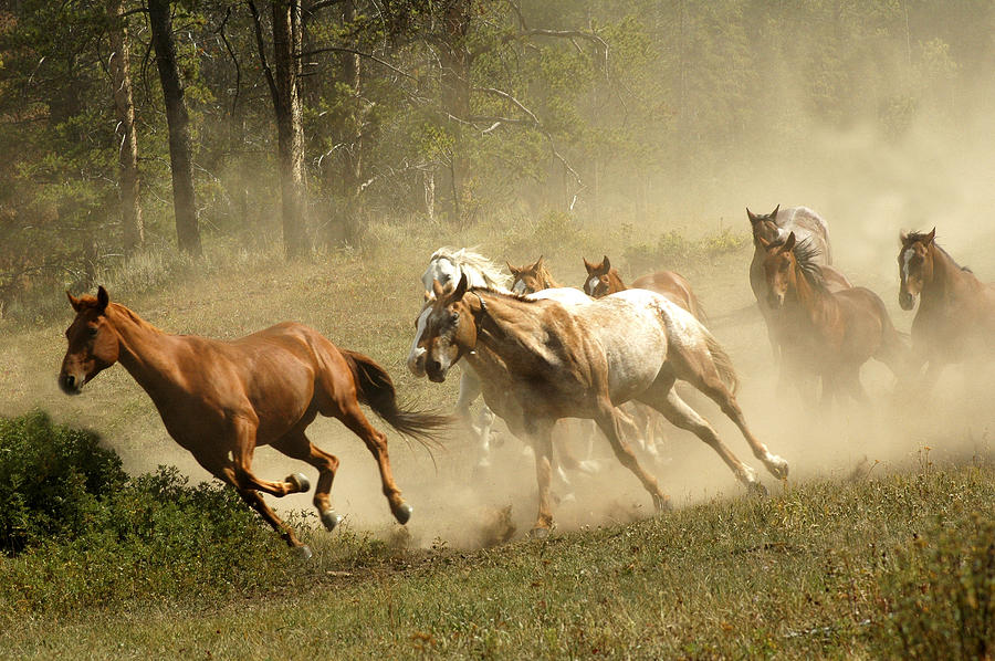 Running Horses Photograph by Scott Read