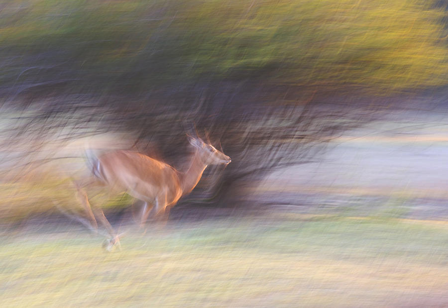 Wildlife Photograph - Running Impala by Johan Elzenga