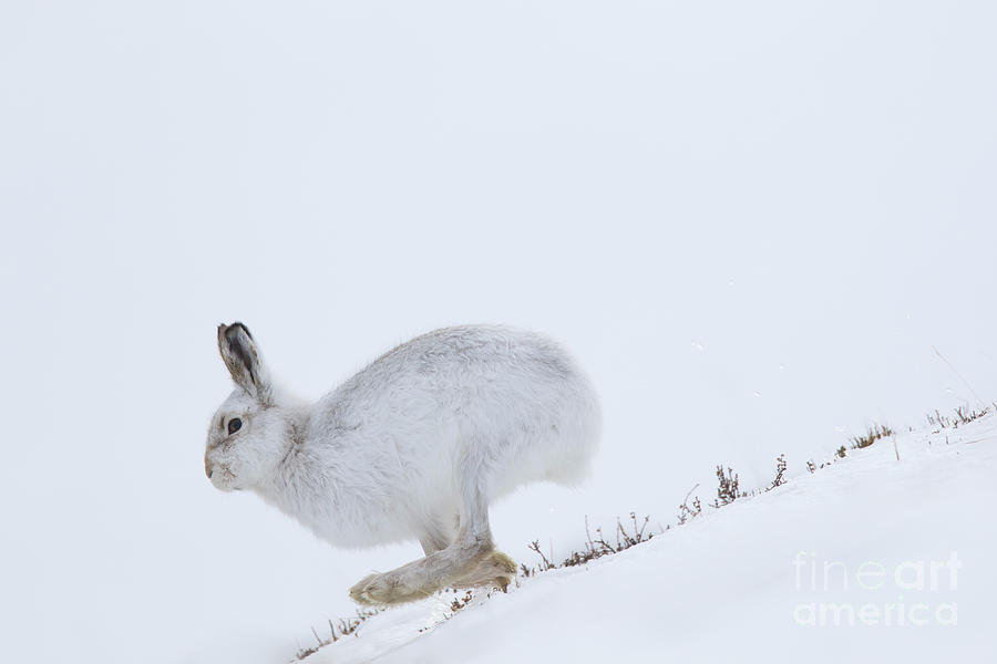 Running Mountain Hare Photograph by Arterra Picture Library
