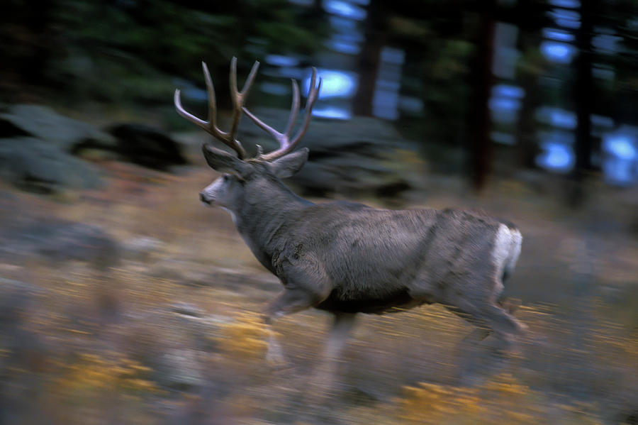 Running Mule Deer Buck Photograph by Mark Miller
