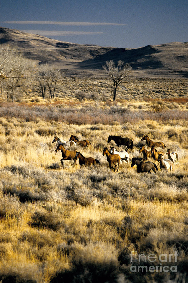Running Mustangs Photograph by Inga Spence