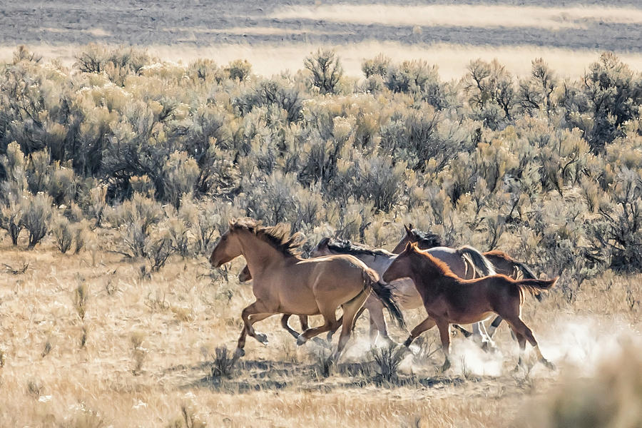 Running Mustangs, No. 1 Photograph by Belinda Greb