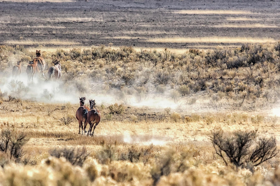 Running Mustangs, No. 3 Photograph by Belinda Greb