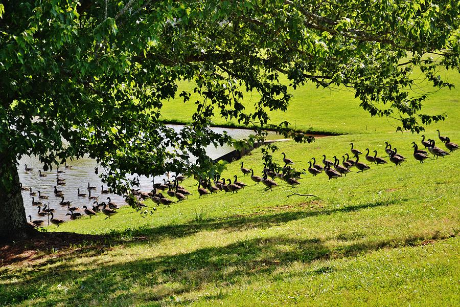 Running of the Geese 2 Photograph by Eileen Brymer