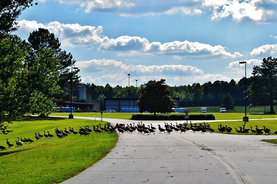 Running of the Geese Photograph by Eileen Brymer
