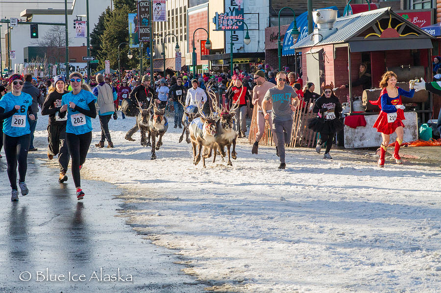 Running of the Reindeer 2 Photograph by Blue Ice Alaska Pixels