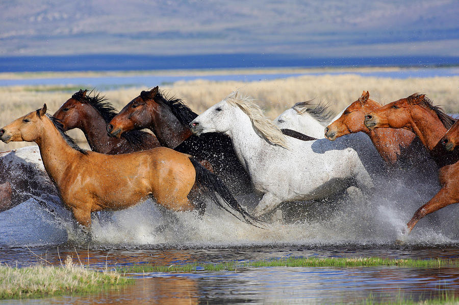 Running Pairs Photograph by Paul Homsy | Fine Art America