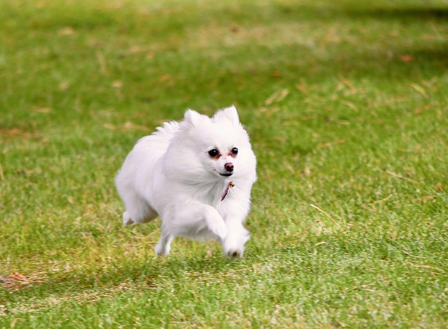 Running Pomeranian Photograph by Richard Bryce and Family