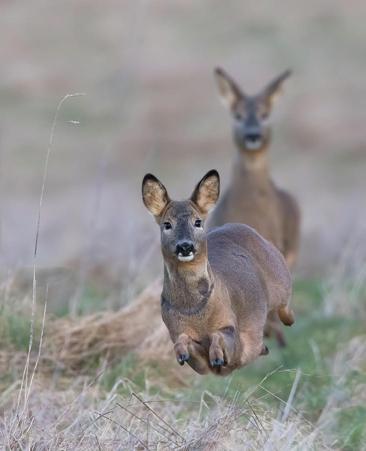 Running Roe Deer Photograph by Pete Walkden