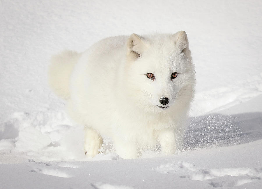https://images.fineartamerica.com/images/artworkimages/mediumlarge/1/running-snow-baby-arctic-white-fox-athena-mckinzie.jpg