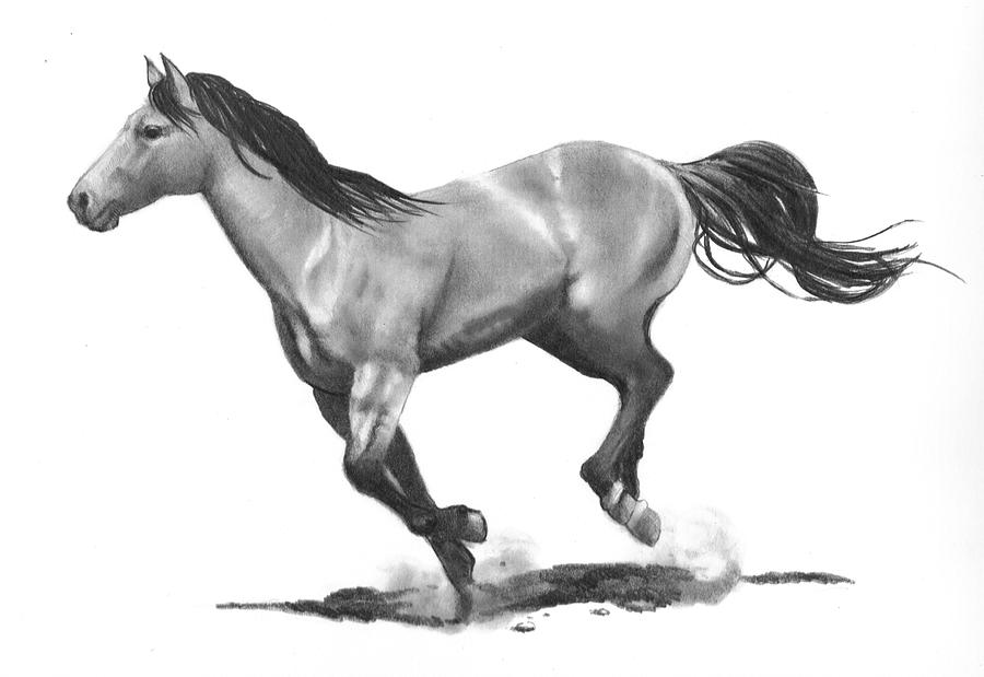 Running Stallion Drawing by Joyce Geleynse