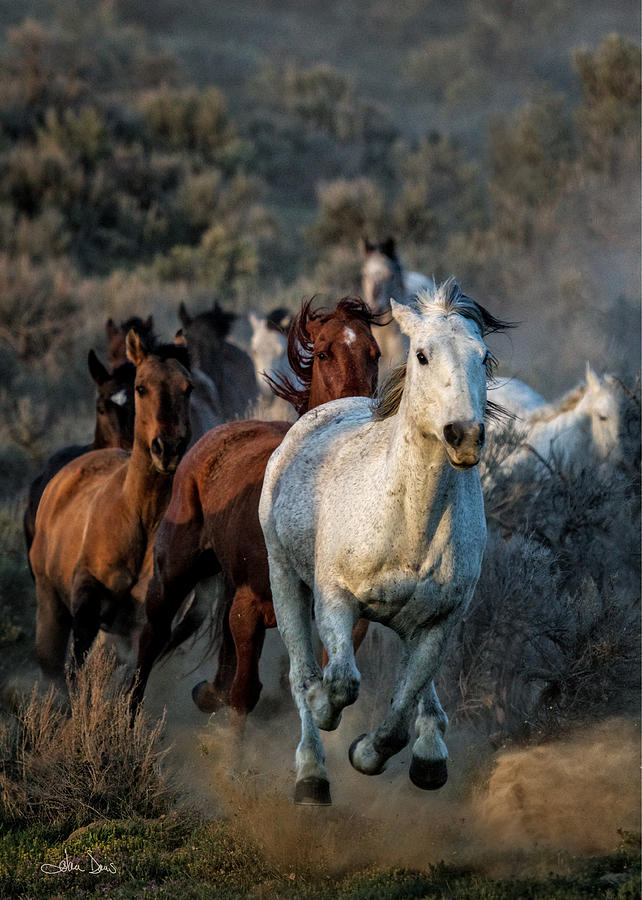 Horse Photograph - Running Through by Joan Davis