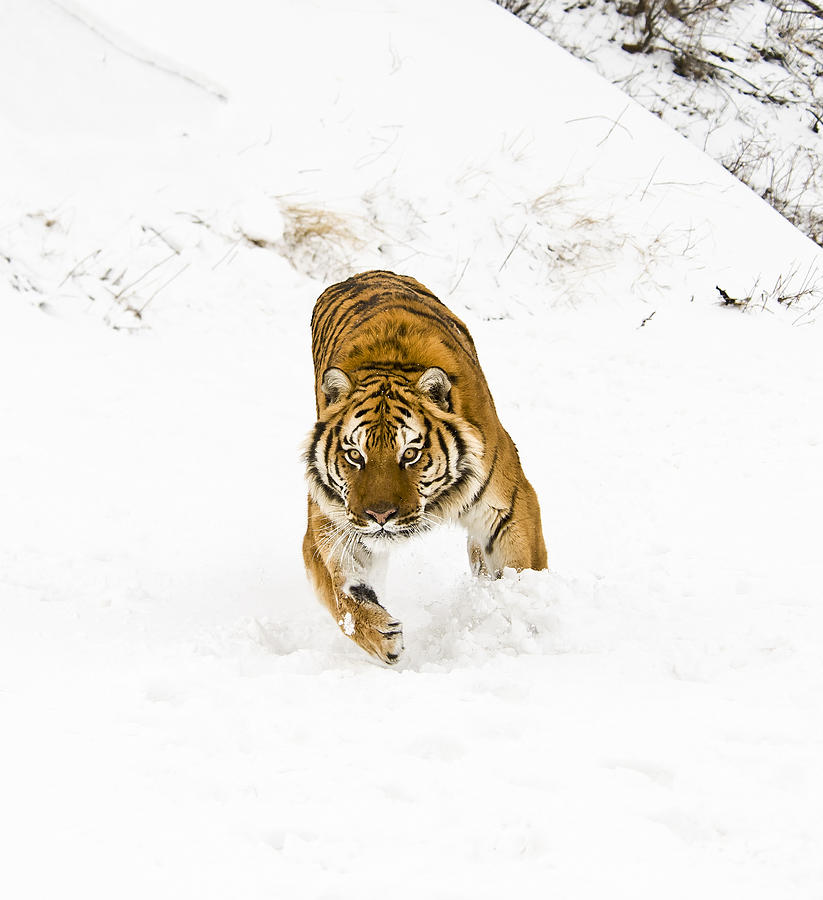 Running Tiger Photograph by Scott Read