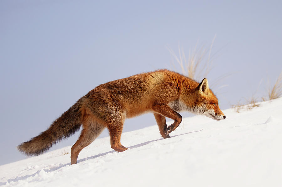 Winter Photograph - Running up that hill -Red Fox in the Snow by Roeselien Raimond