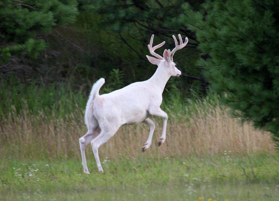 Running White Buck Photograph by Brook Burling