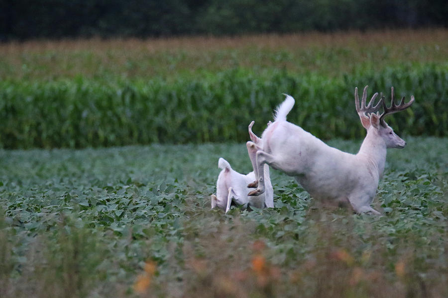 Running White Bucks Photograph by Brook Burling