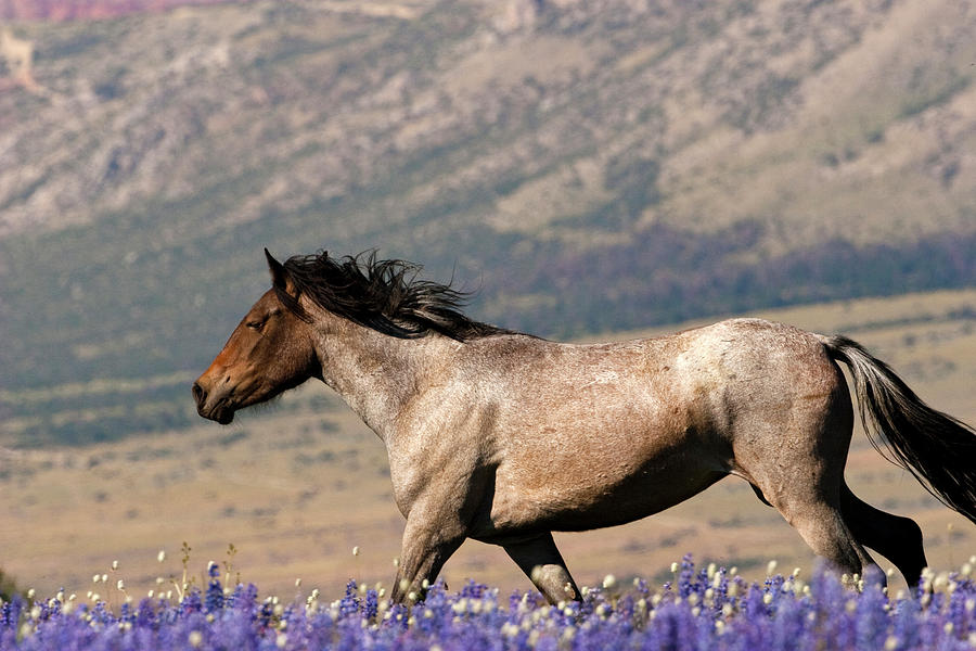 Running Wild- Wild Stallion Photograph by Mark Miller