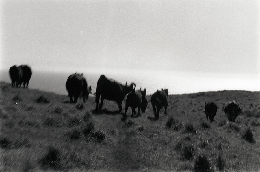 Running With Cows by Erik Paul Running With Cows by Erik Paul