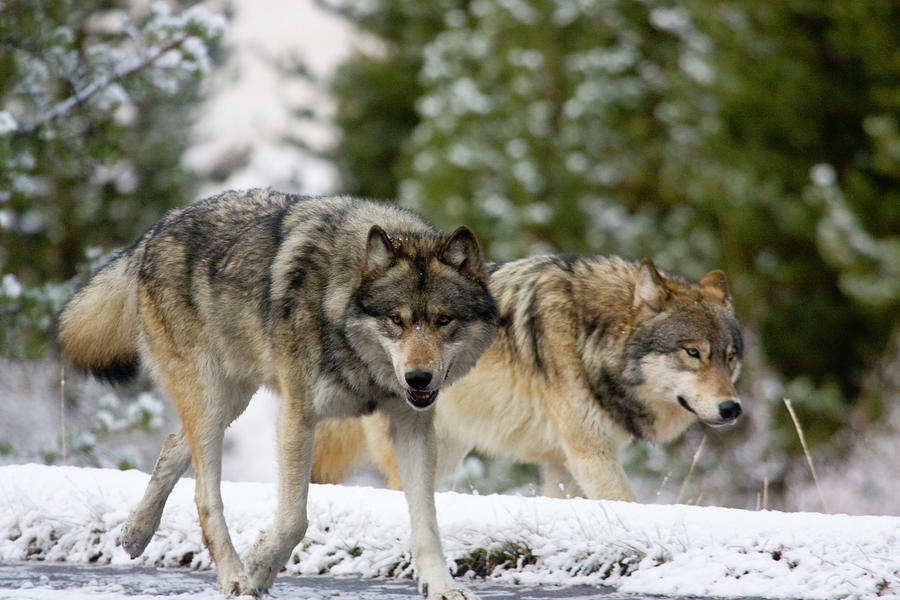 Running with the Pack Photograph by Mark Miller