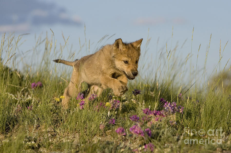 Running Wolf Cub Photograph by Jean-Louis Klein & Marie-Luce Hubert