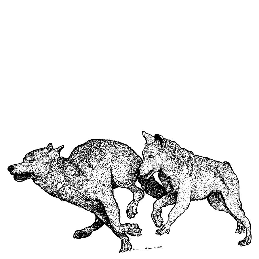 Running Wolves Drawing by Karl Addison Fine Art America