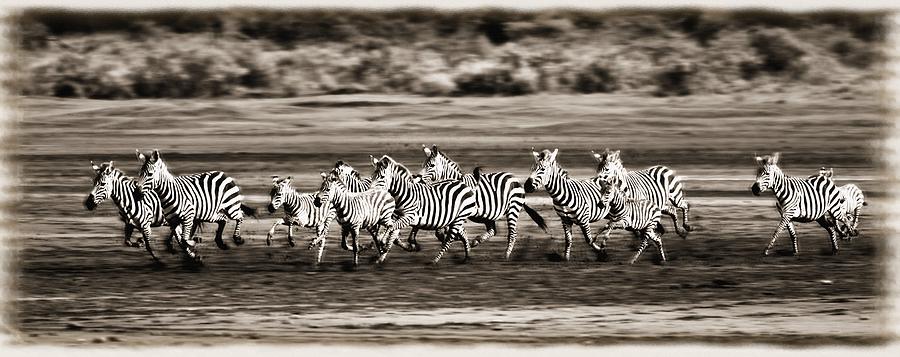 Animal Photograph - Running Zebras, Serengeti National by Carson Ganci