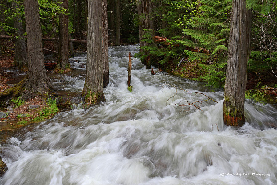 Runoff on Jackson Creek Photograph by Whispering Peaks Photography