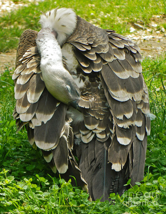 Ruppells Griffon Vulture - Feather Dusting Photograph by Emmy Vickers