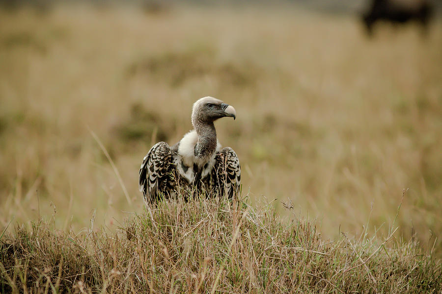 Ruppells Griffon Vulture Photograph by Ramabhadran Thirupattur