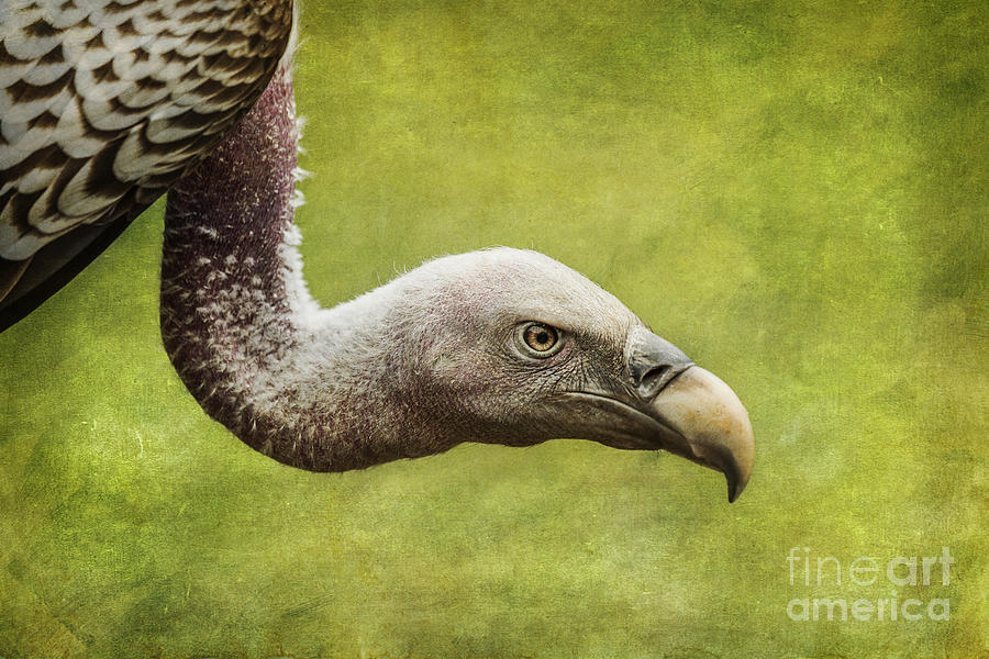 Vulture Photograph - Ruppells Vulture Gyps rueppellii by Liz Leyden