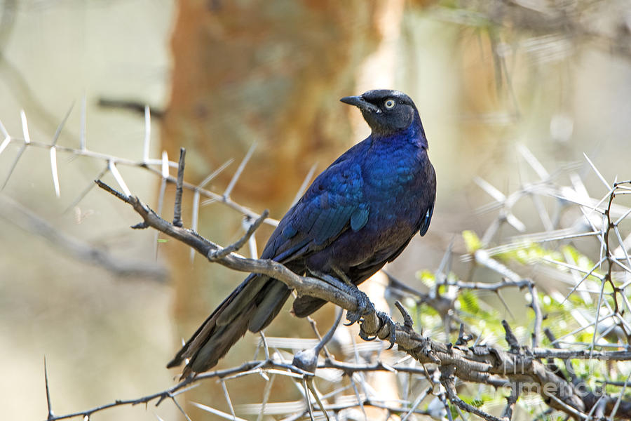 Ruppels Glossy Starling Photograph by Pravine Chester