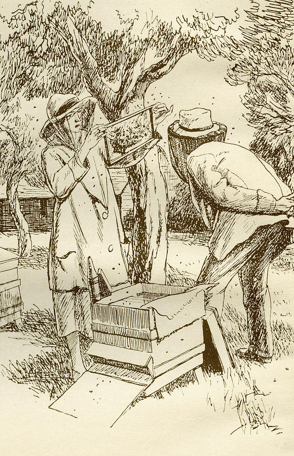 Bee Drawing - Rural Beekeeping In The Early Twentieth by Vintage Design Pics