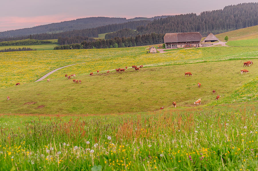 Rural Black Forest Landscape Photograph by Shuwen Wu