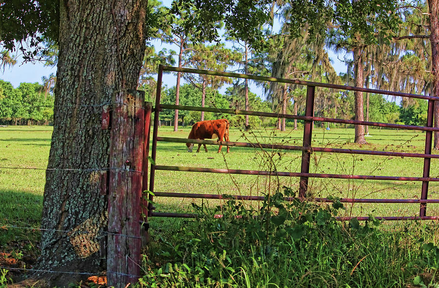 Rural Florida Photograph by HH Photography of Florida