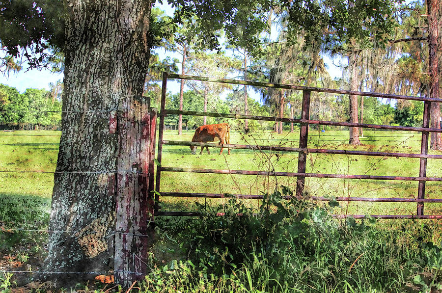 Rural Florida Life Photograph by HH Photography of Florida