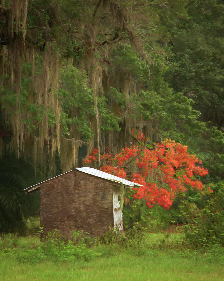 Rural Florida - Live Oak, Royal Poinciana, and a Shed Photograph by Mitch Spence