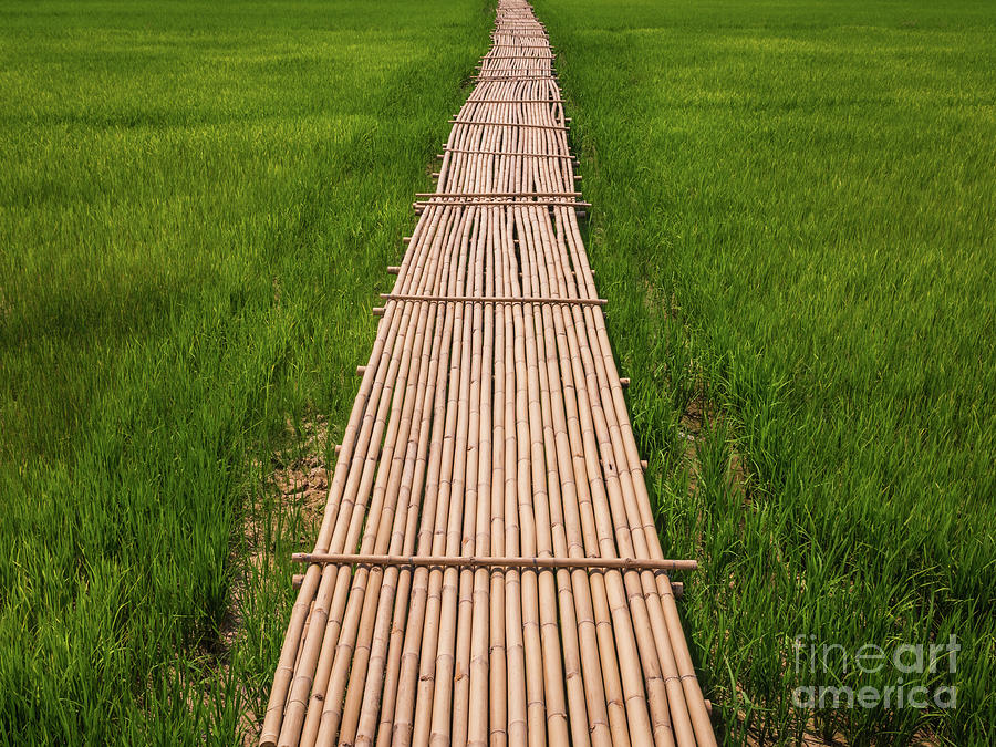 Rural Green rice fields and bamboo bridge. Photograph by Tosporn Preede