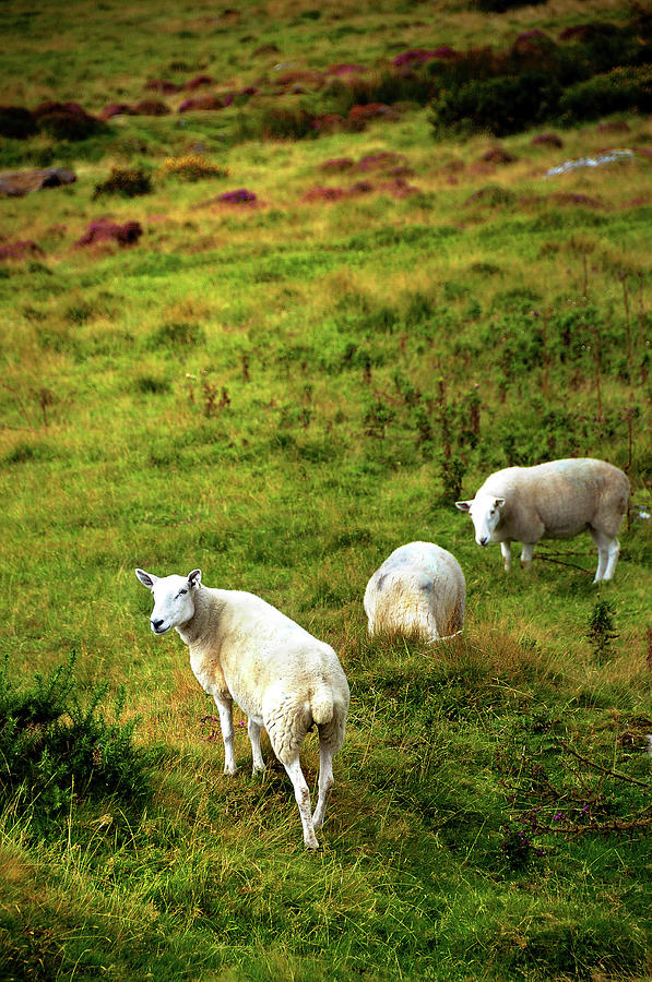 Rural Idyll. Wicklow. Ireland Photograph by Jenny Rainbow