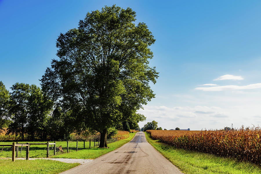 Tree Photograph - Rural Indiana by Mountain Dreams