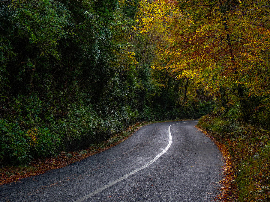 Rural Irish Road under Autumn canopy Photograph by James Truett Rural Irish Road under Autumn canopy Photograph by James Truett