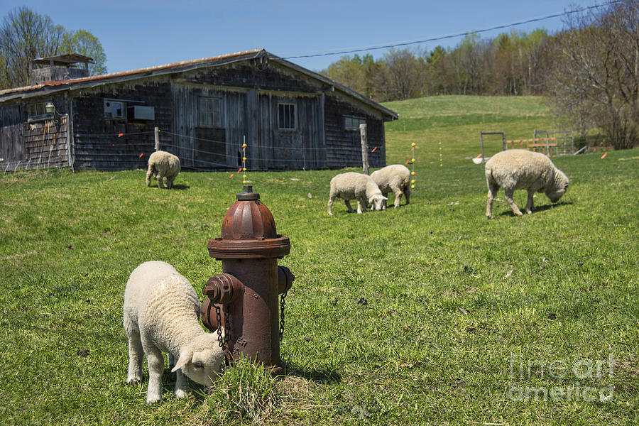 Rural Maine Sheep Farm Photograph by Alana Ranney