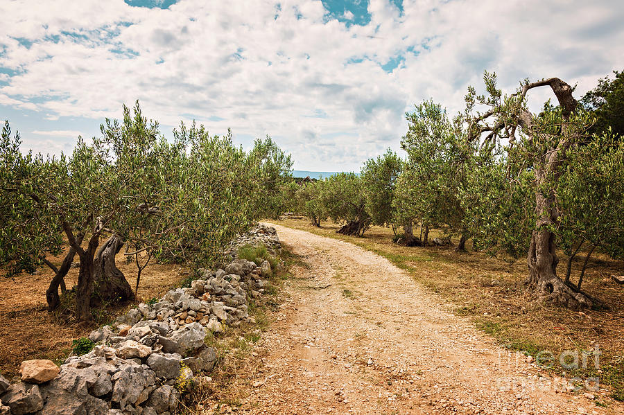 Rural olive grove Photograph by Sophie McAulay