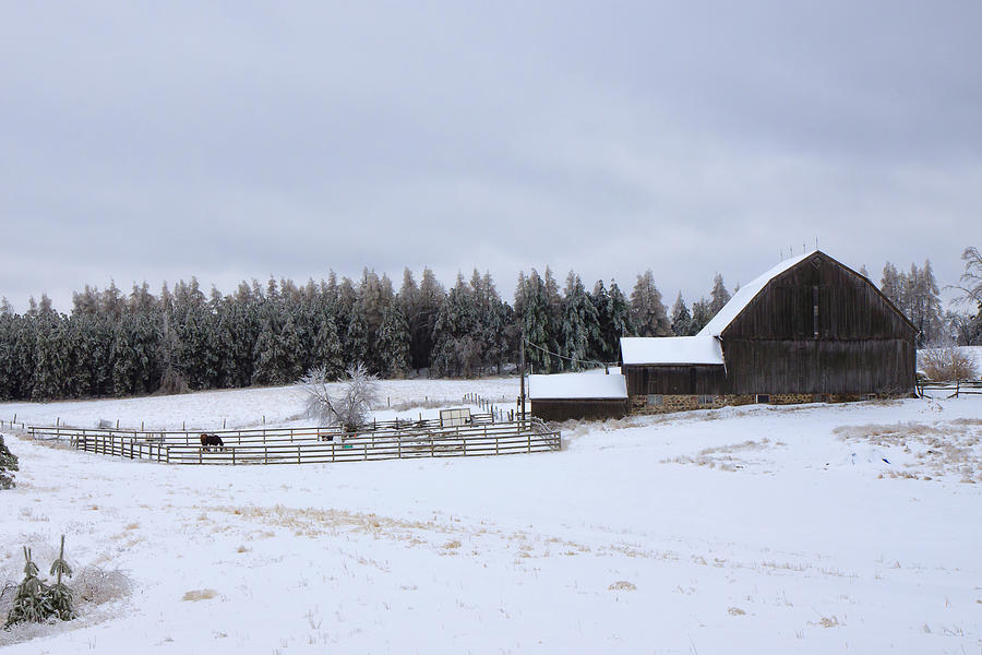 Rural Ontario Horse Farm Photograph by Gary Hall
