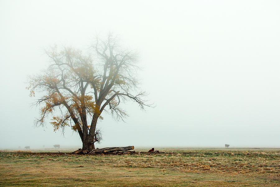 Rural Pasture and Tree Photograph by Todd Klassy