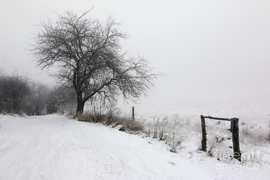Rural path and leafless tree in winter Photograph by Michal Boubin